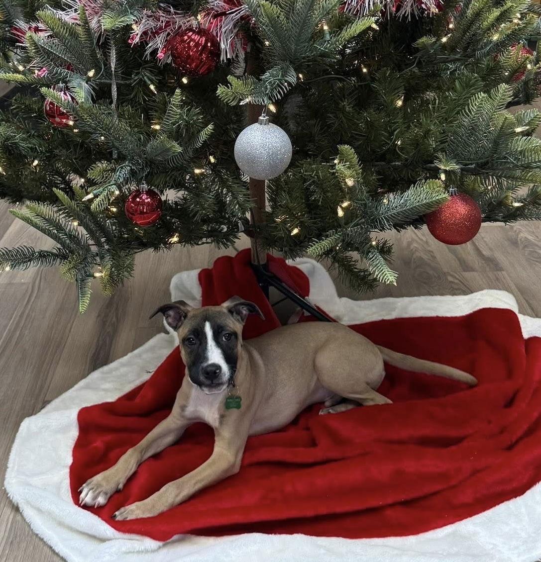 Enlarge Murphy, a Adoptable Rhodesian Ridgeback in Tonawanda, NY image 2/3