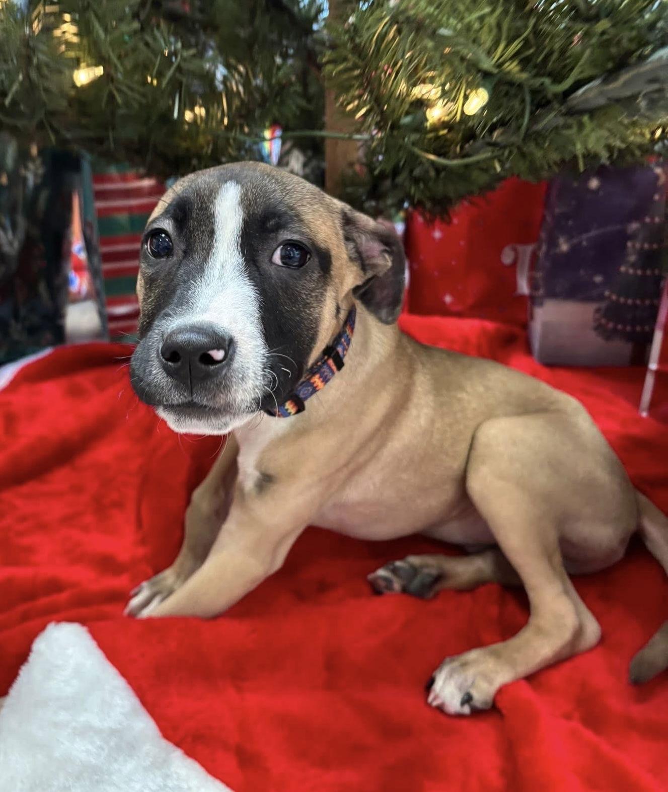 Enlarge Murphy, a Adoptable Rhodesian Ridgeback in Tonawanda, NY image 3/3