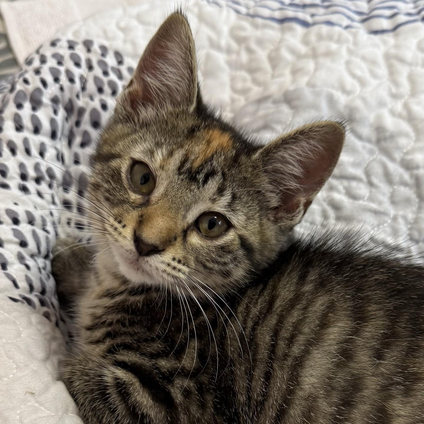 Ratchet, a ADOPTABLE Domestic Short Hair in Morris, MN image 2/5
