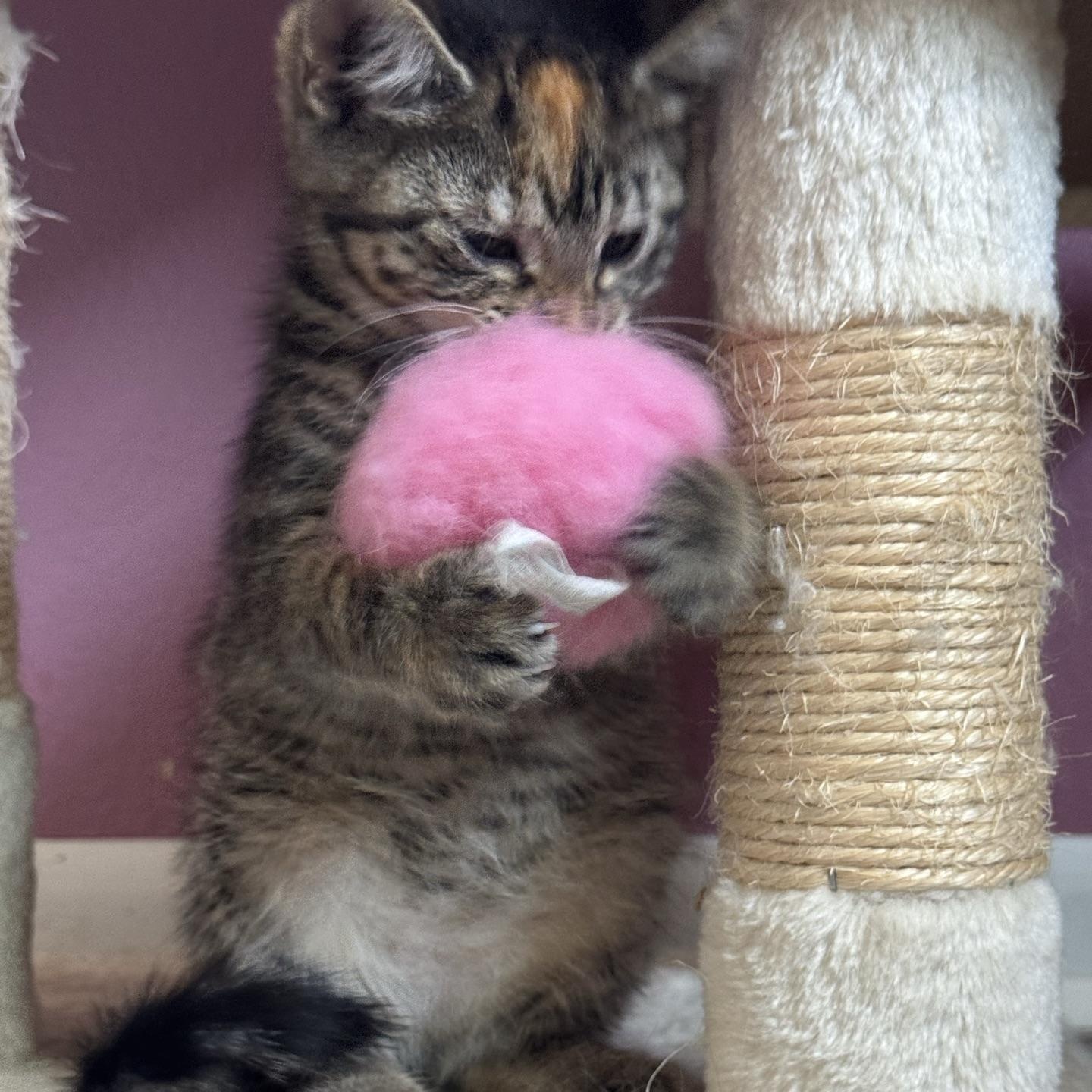 Ratchet, a ADOPTABLE Domestic Short Hair in Morris, MN image 5/5