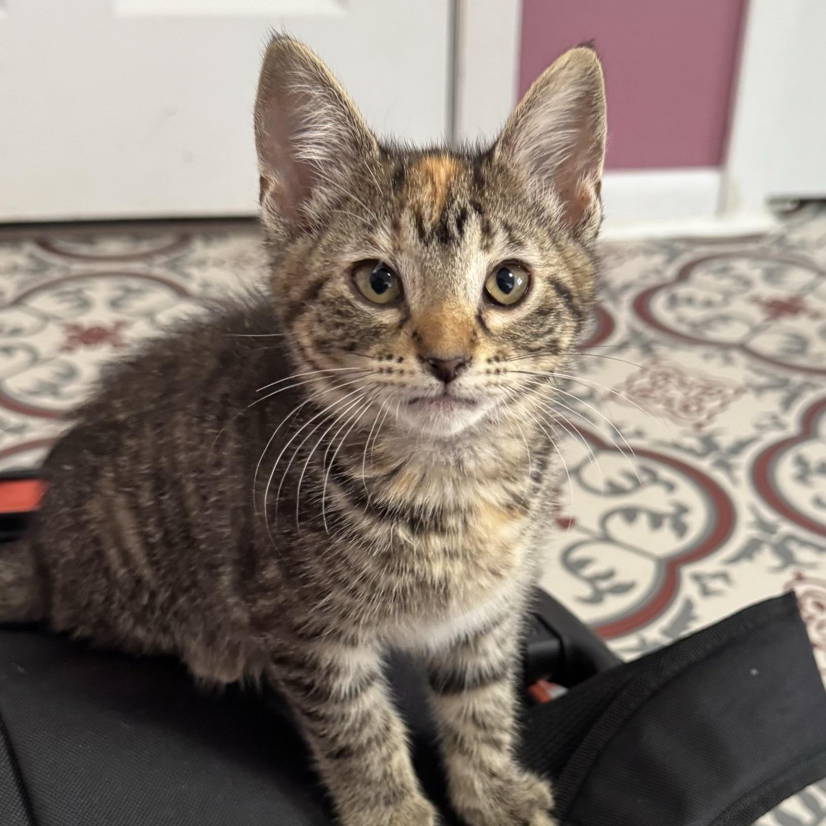 Ratchet, a ADOPTABLE Domestic Short Hair in Morris, MN image 3/5