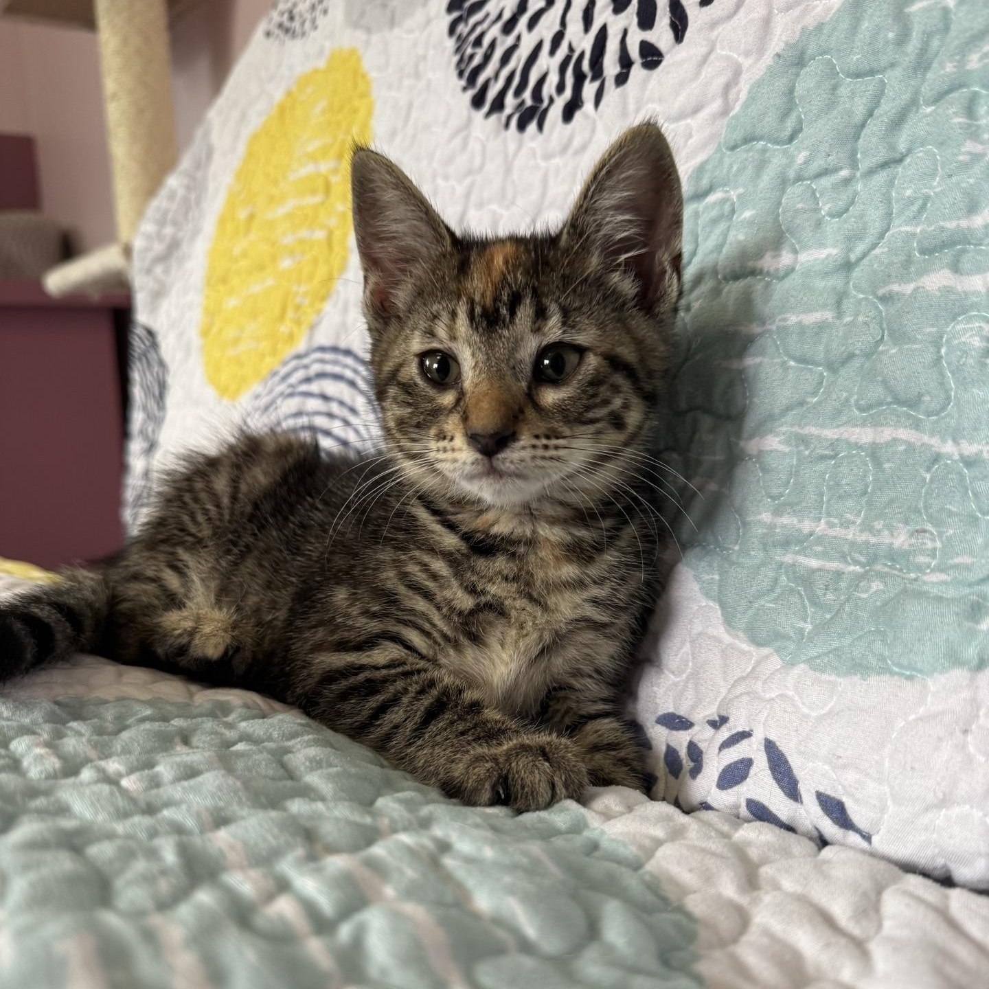Ratchet, ADOPTABLE, Kitten Female Domestic Short Hair.
