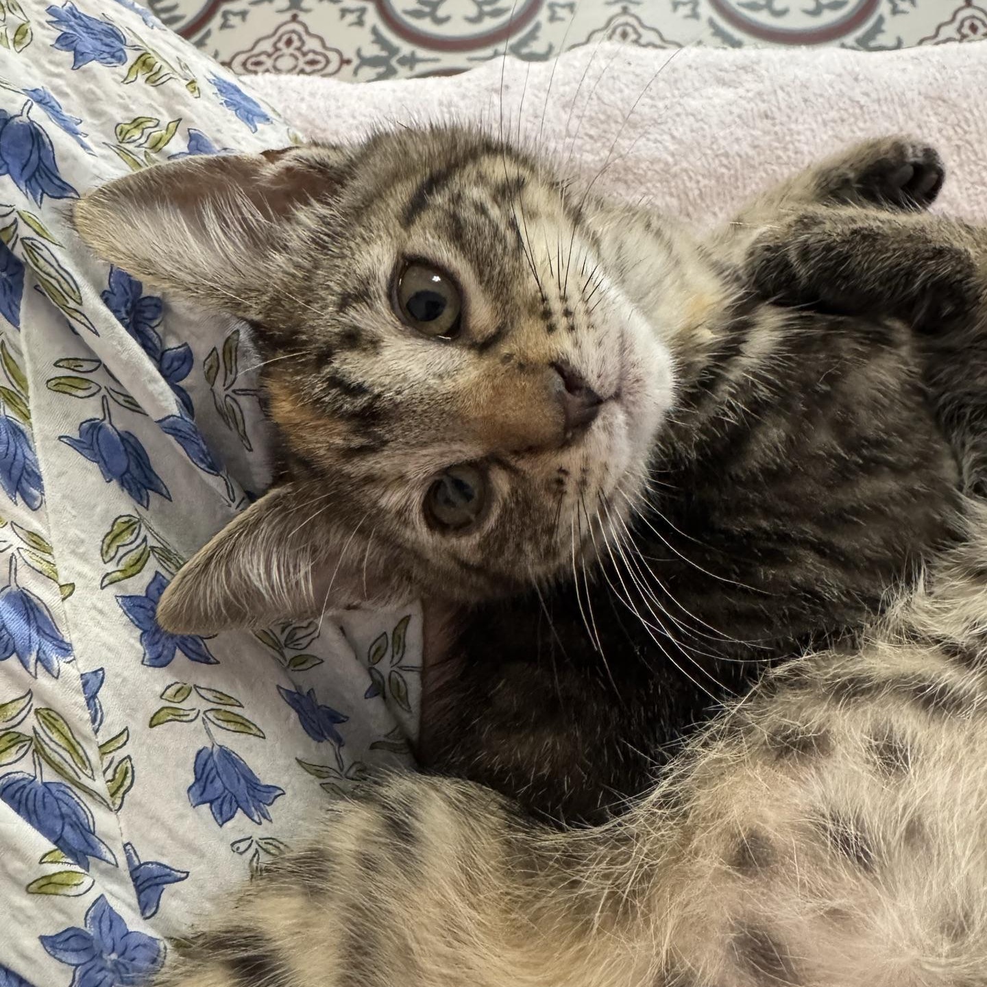 Ratchet, a ADOPTABLE Domestic Short Hair in Morris, MN image 4/5