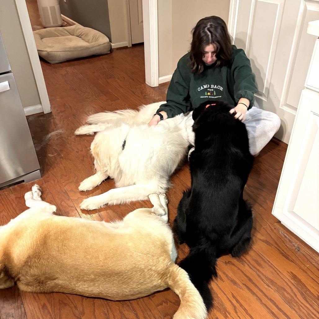 Louie, Adoptable, Senior Male Black Labrador Retriever & Shepherd.