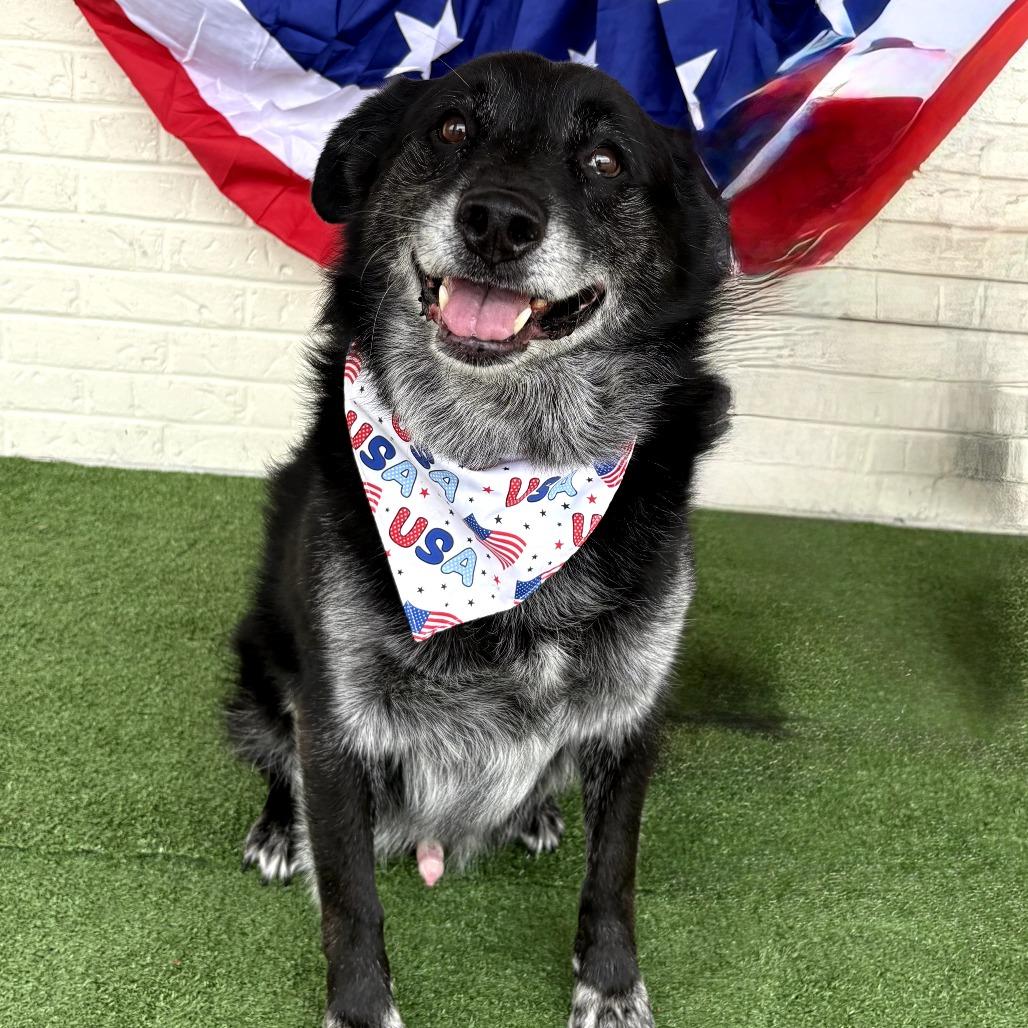 Louie, a Adoptable mixed breed in Bessemer, AL image 3/6
