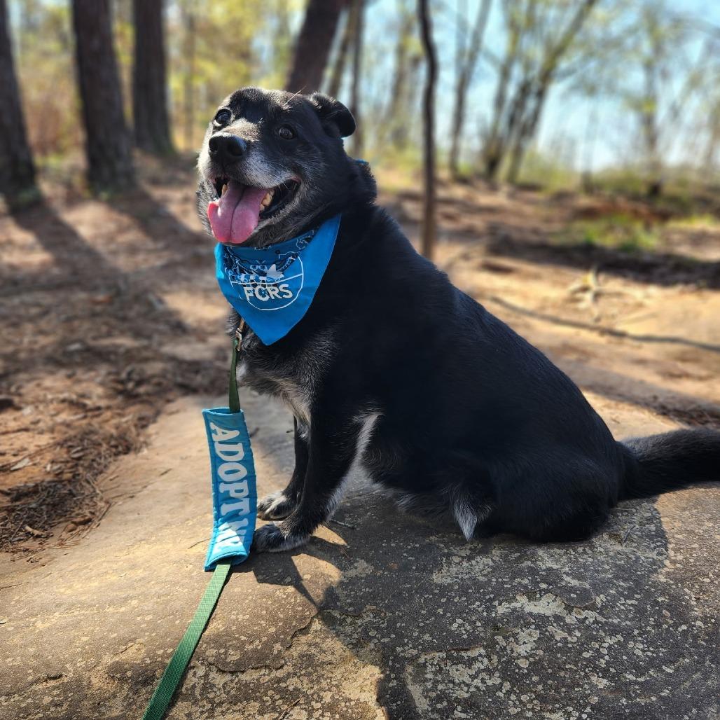 Enlarge Louie, a Adoptable mixed breed in Bessemer, AL image 3/6