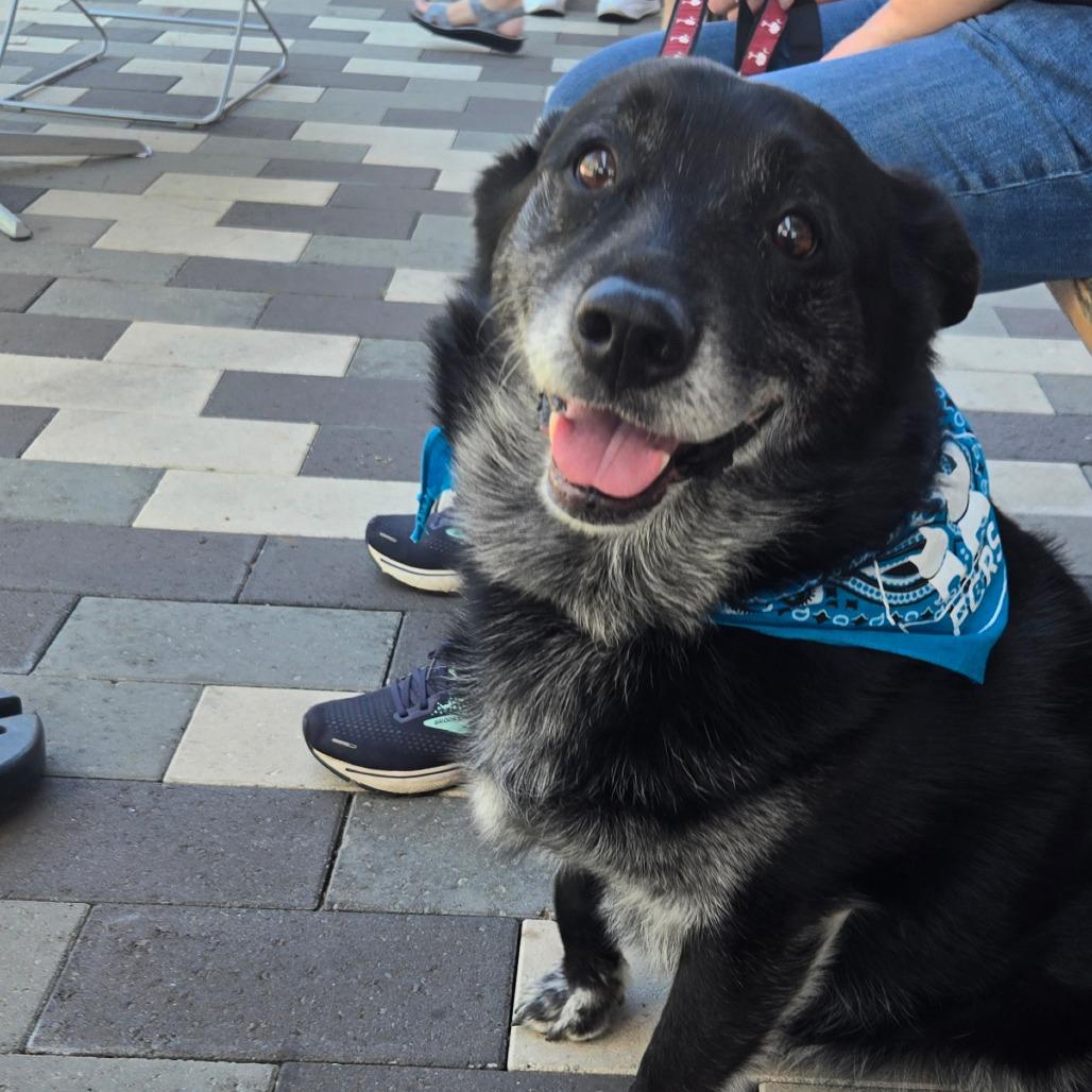 Enlarge Louie, a Adoptable mixed breed in Bessemer, AL image 3/6