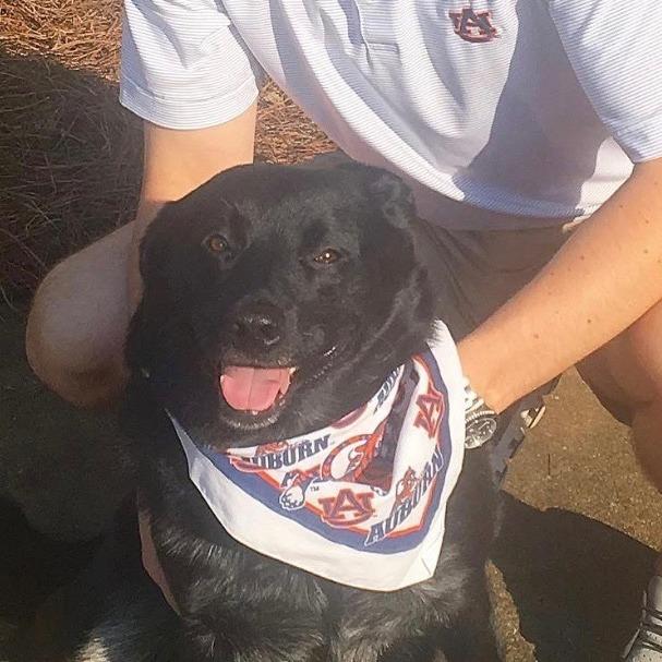 Louie, a Adoptable mixed breed in Bessemer, AL image 3/6