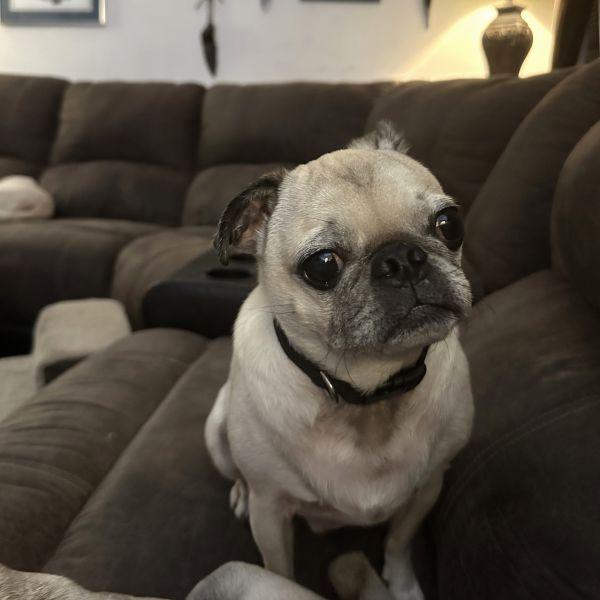 Pablo, Adoptable, Adult Male Pug.