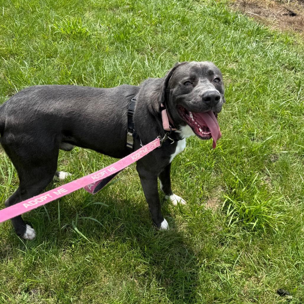 Goober, Adoptable, Adult Male Retriever.