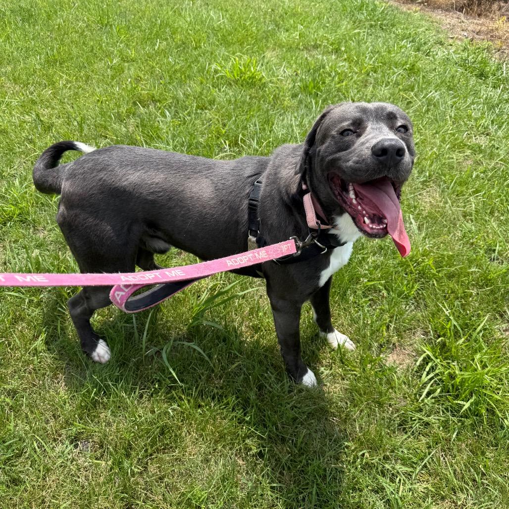 Goober, a Adoptable Retriever in Galax, VA image 2/6