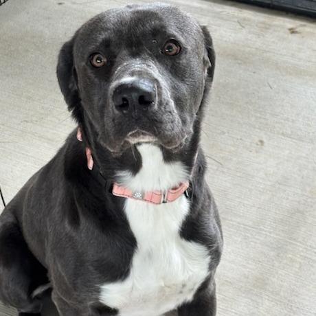 Goober, a Adoptable Retriever in Galax, VA image 3/6