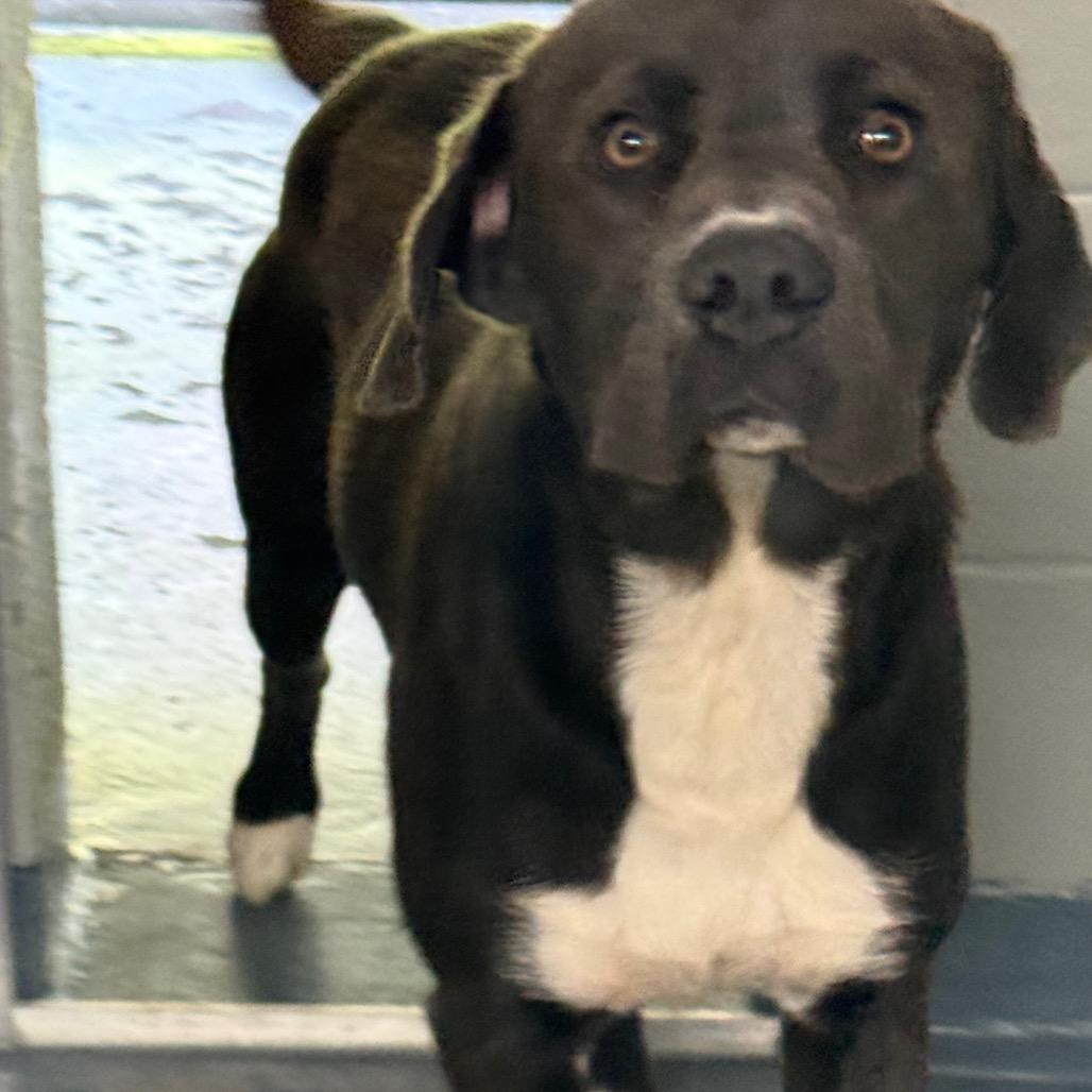 Goober, a Adoptable Retriever in Galax, VA image 4/6
