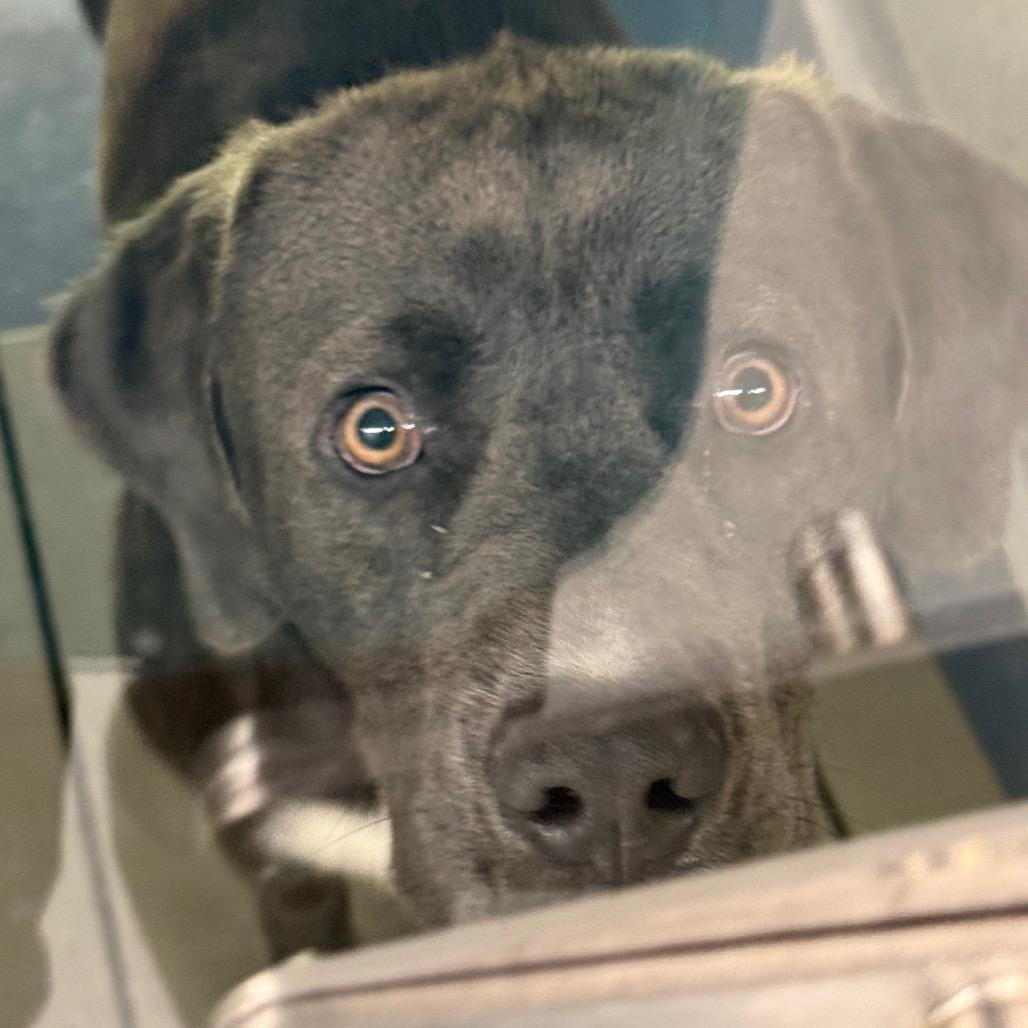 Goober, a Adoptable Retriever in Galax, VA image 6/6