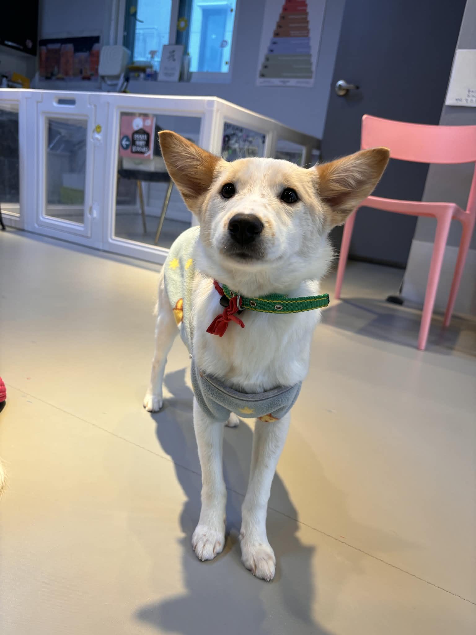 VIKI, Adoptable, Puppy Female Jindo & Spitz.