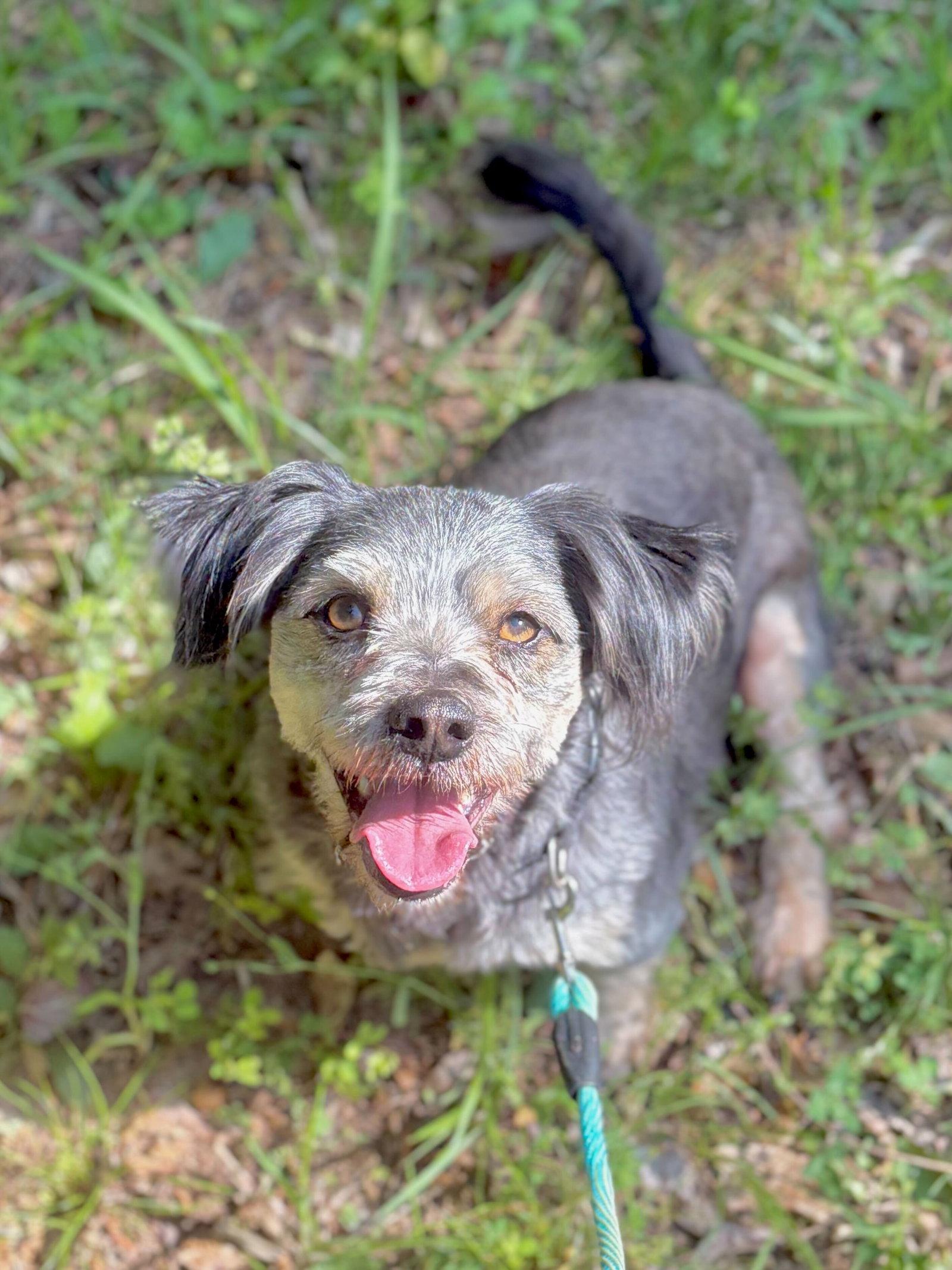 Enlarge Casper Mar 26, a Adoptable mixed breed in Pacolet, SC image 1/3