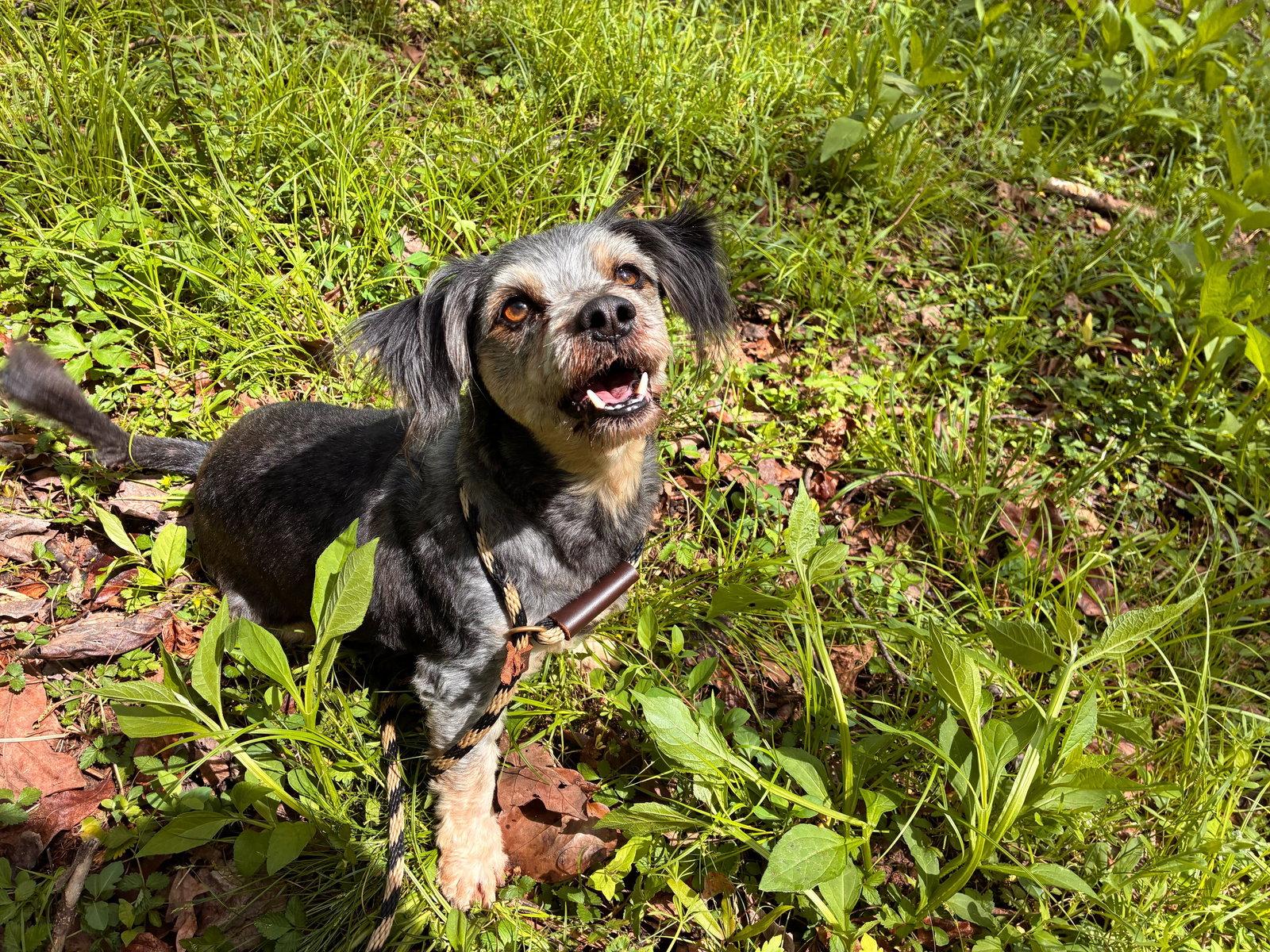 Enlarge Casper Mar 26, a Adoptable mixed breed in Pacolet, SC image 3/3