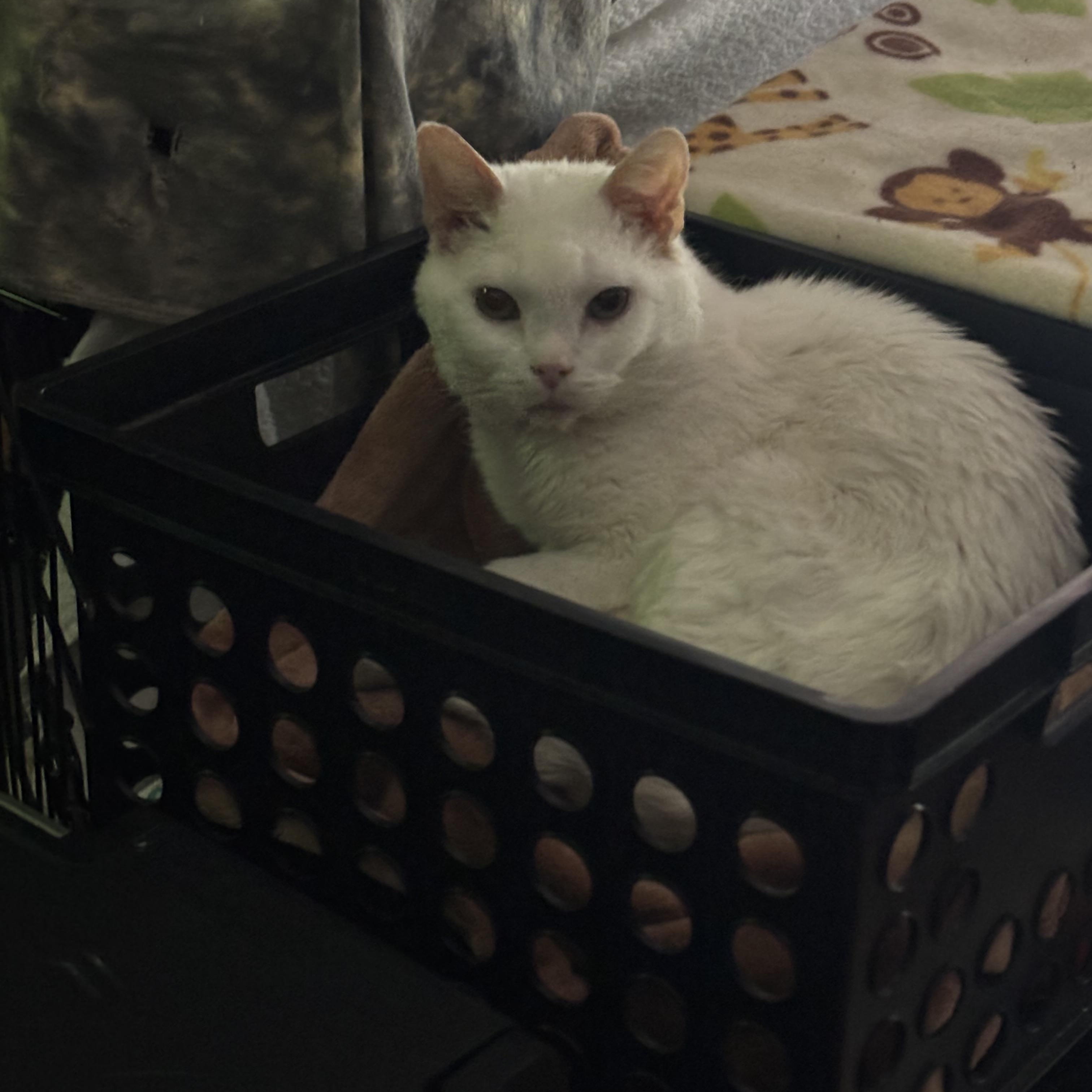 Enlarge GENE, a Adoptable Domestic Short Hair in Pittsburgh, PA image 3/5
