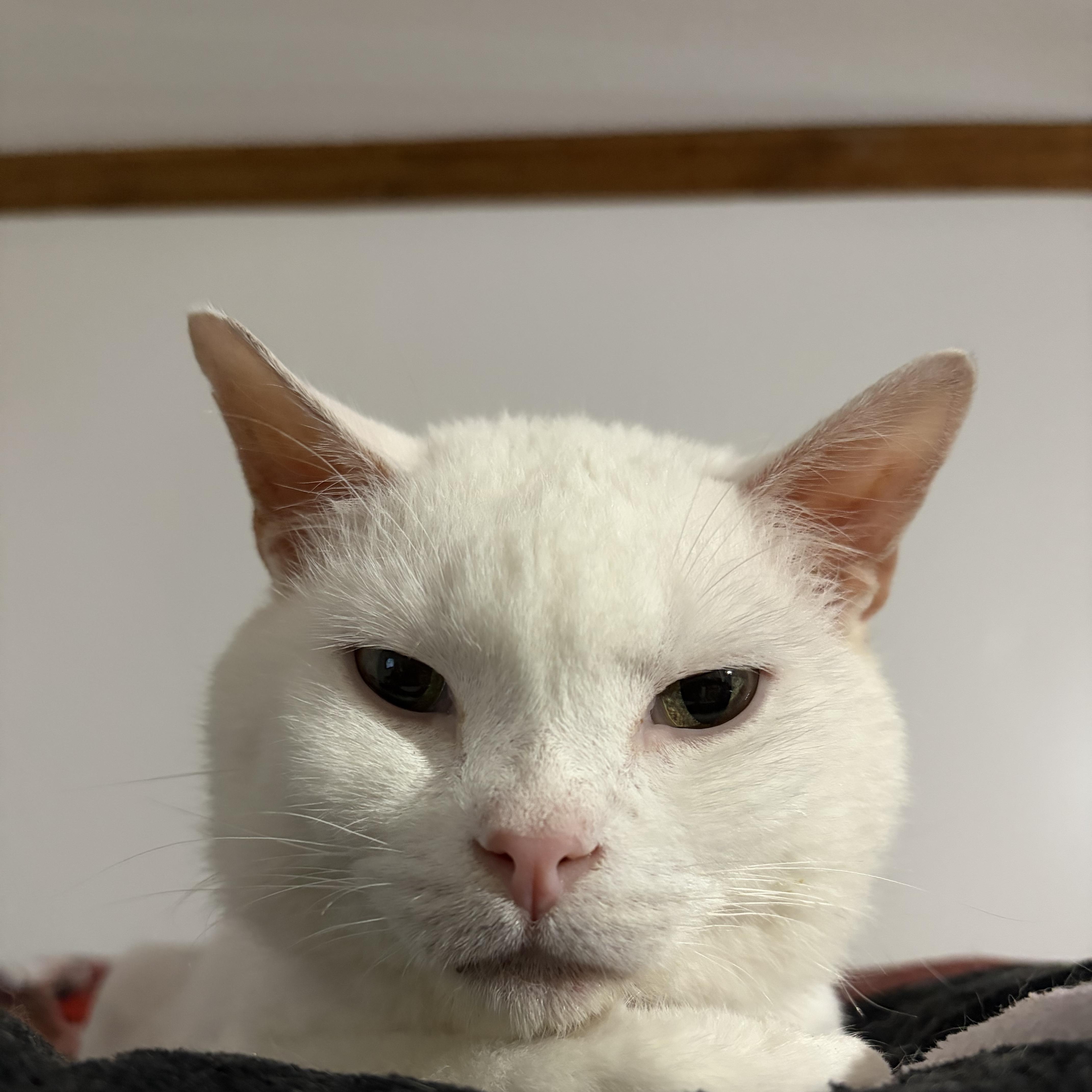 Enlarge GENE, a Adoptable Domestic Short Hair in Pittsburgh, PA image 5/5
