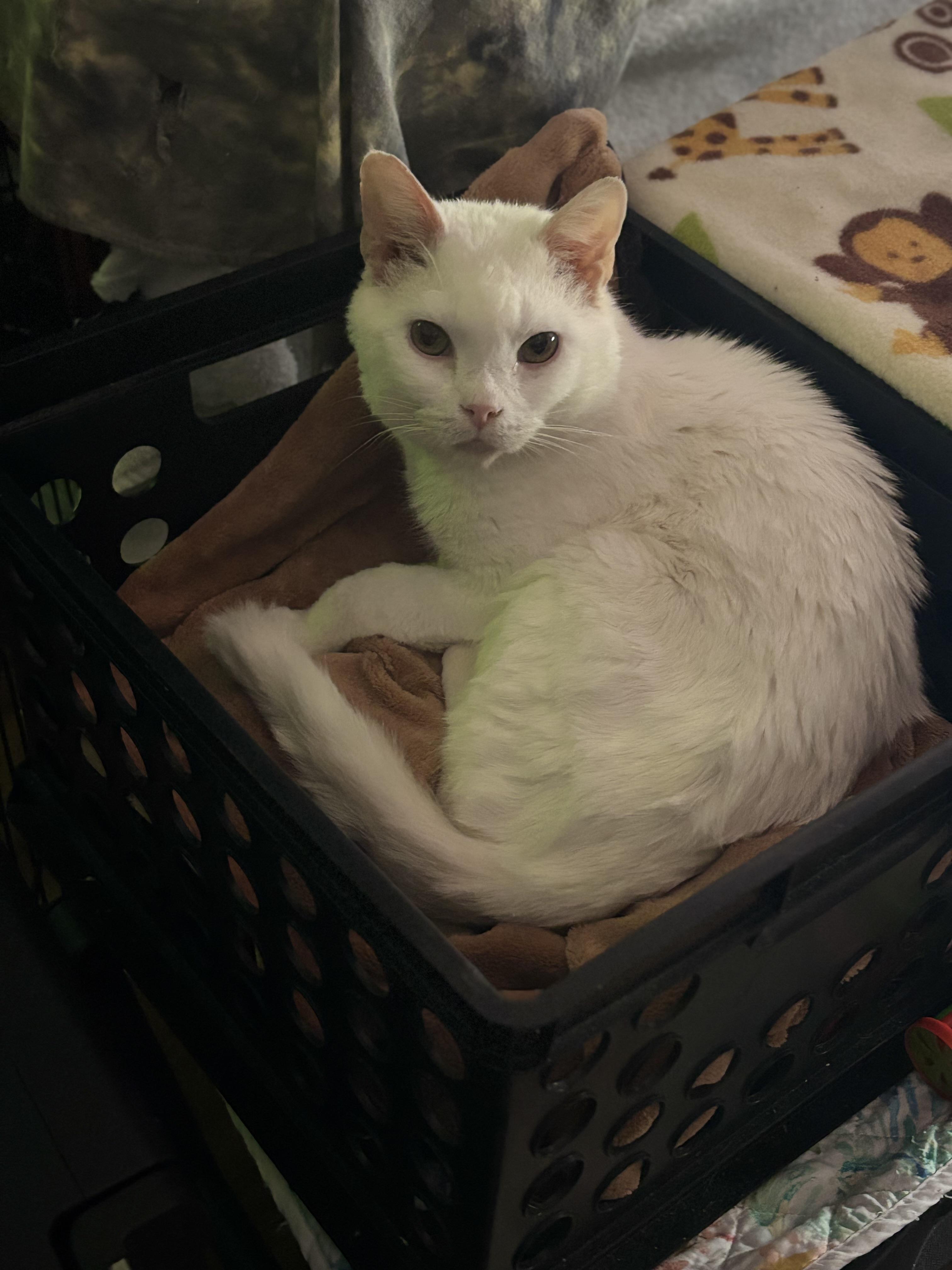 Enlarge GENE, a Adoptable Domestic Short Hair in Pittsburgh, PA image 4/5