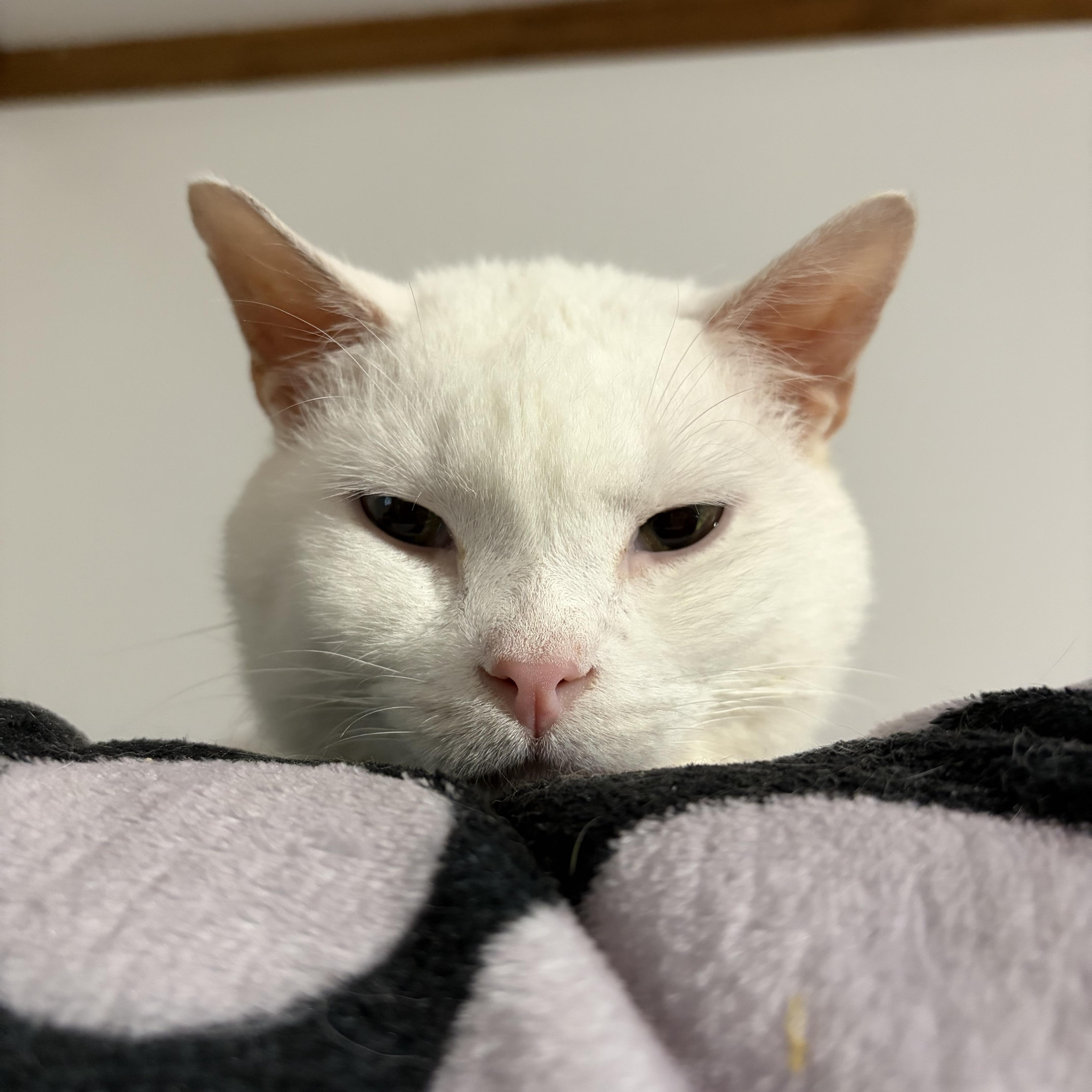 Enlarge GENE, a Adoptable Domestic Short Hair in Pittsburgh, PA image 1/5