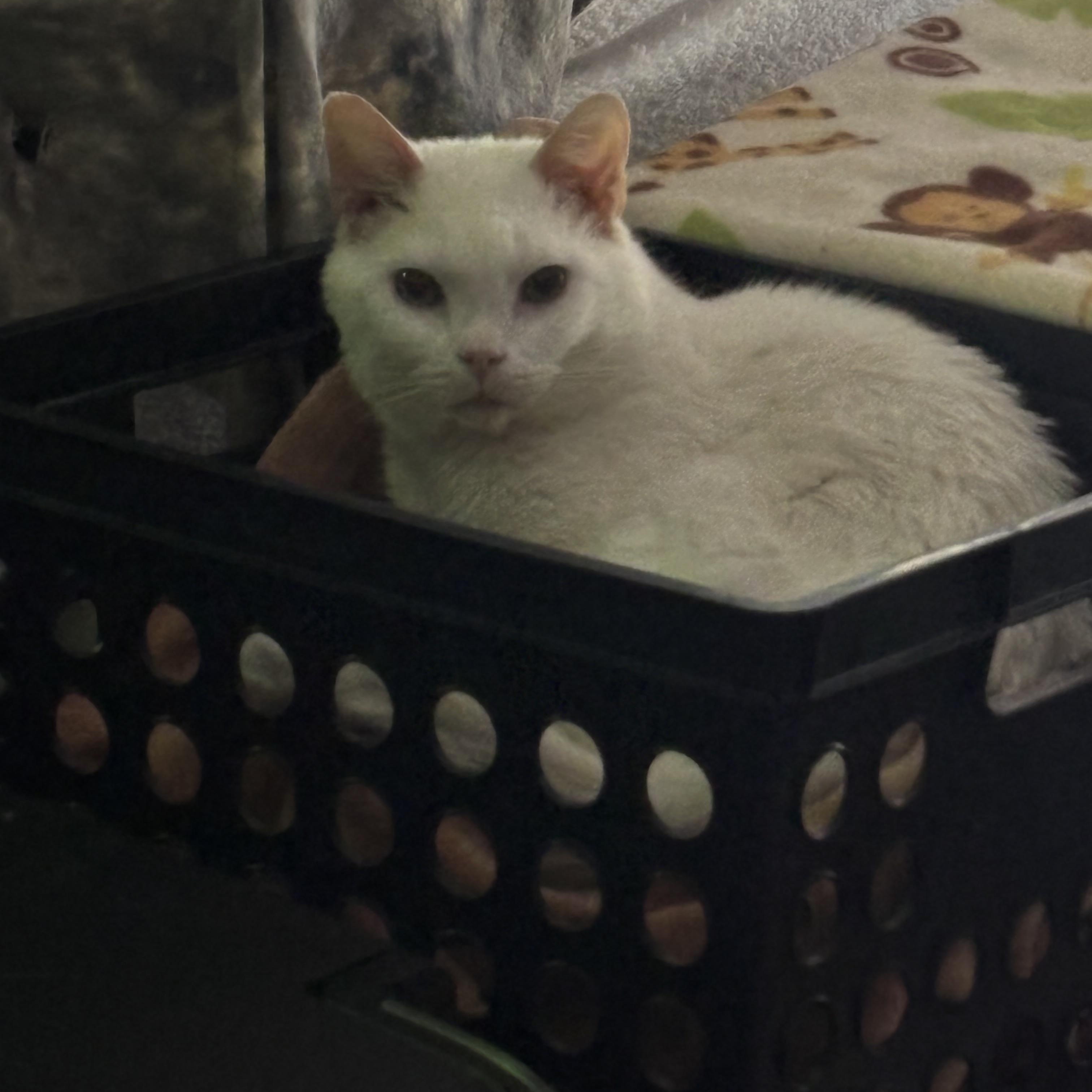 Enlarge GENE, a Adoptable Domestic Short Hair in Pittsburgh, PA image 2/5