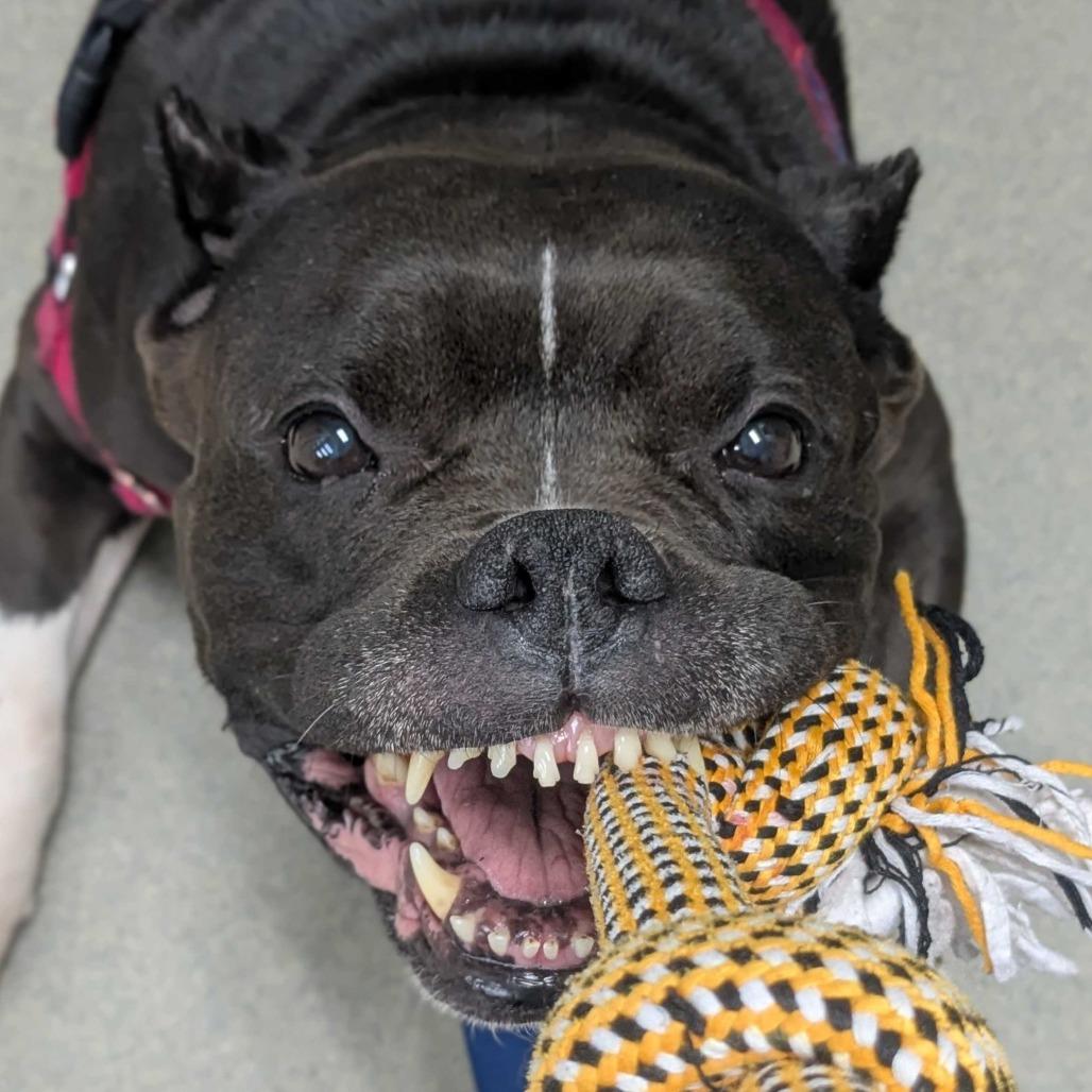 Enlarge Dyna, a Adoptable English Bulldog in Concord, NH image 1/4