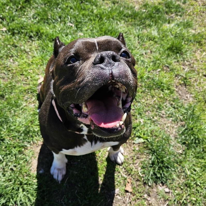 Dyna, Adoptable, Senior Female English Bulldog.