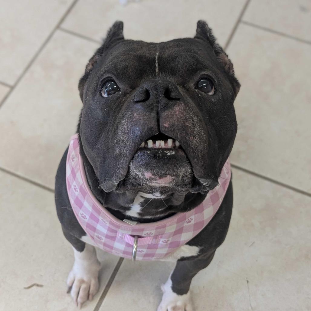 Enlarge Dyna, a Adoptable English Bulldog in Concord, NH image 2/4