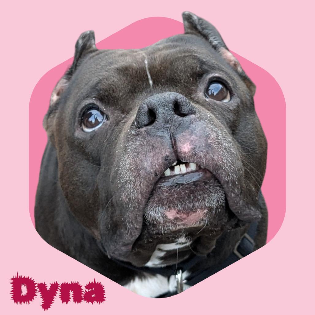 Enlarge Dyna, a Adoptable English Bulldog in Concord, NH image 3/4