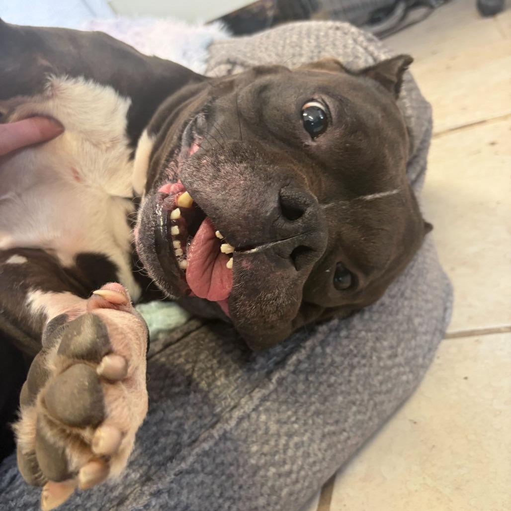 Enlarge Dyna, a Adoptable English Bulldog in Concord, NH image 4/4