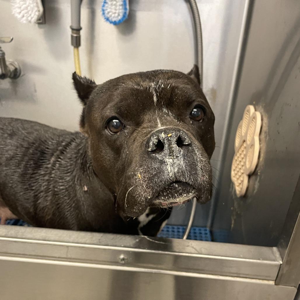 Enlarge Dyna, a Adoptable English Bulldog in Concord, NH image 5/5