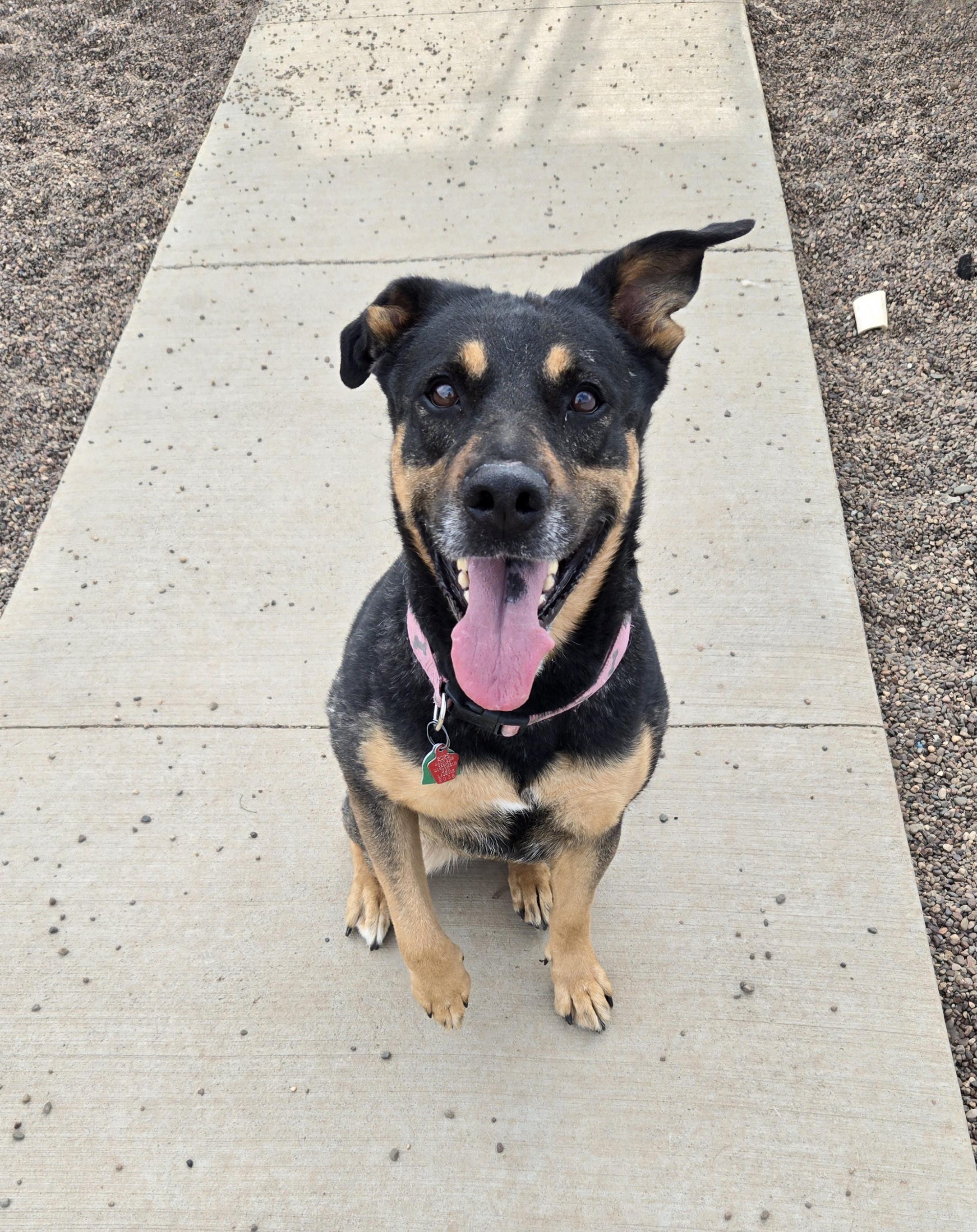 Remy, Senior Female German Shepherd Dog