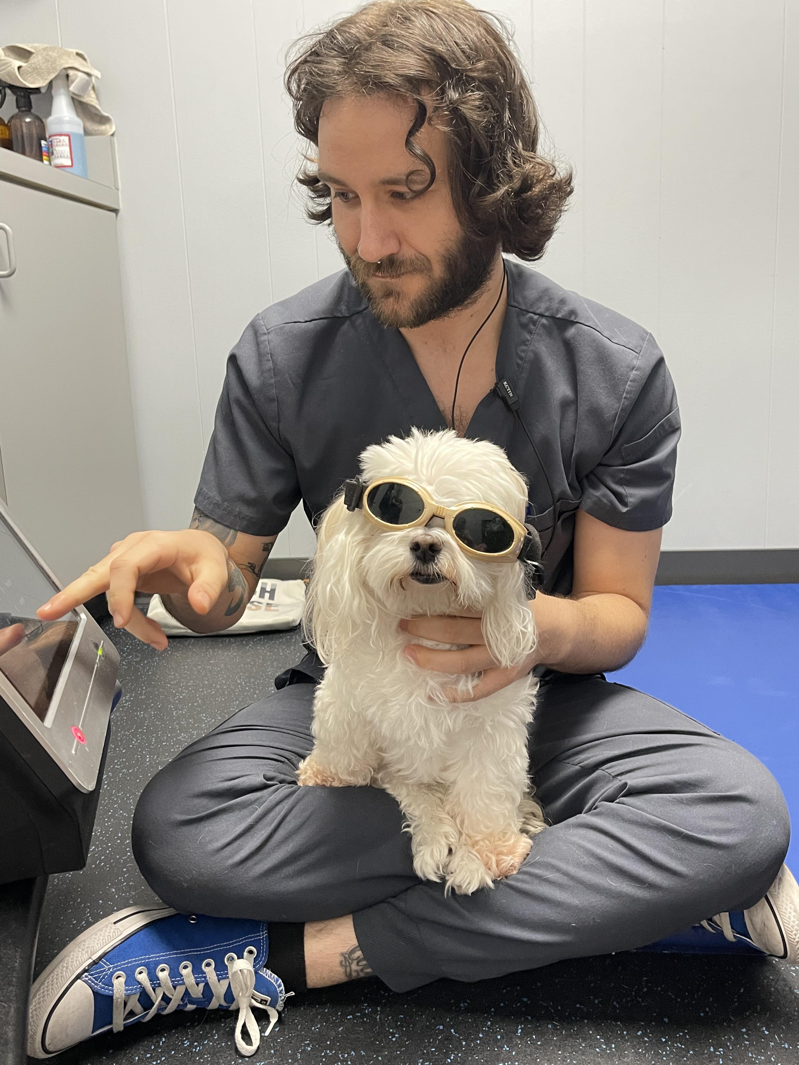 Boo, Adoptable, Adult Female Maltese.