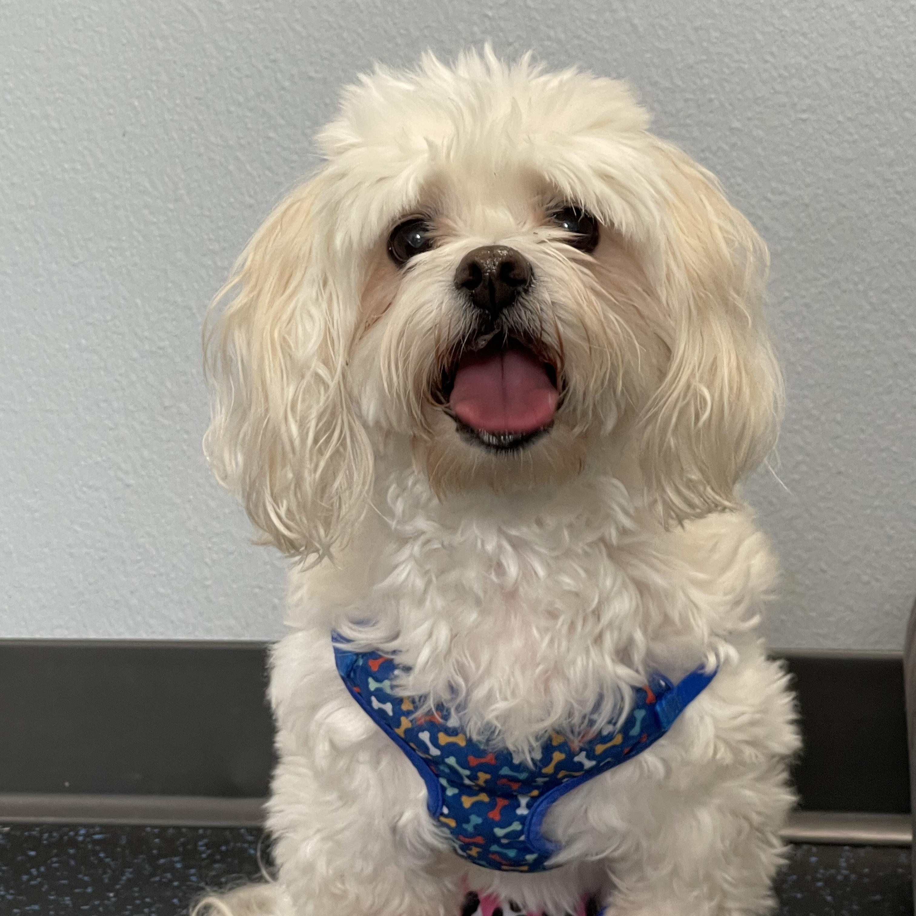 Enlarge Boo, a Adoptable mixed breed in Orlando, FL image 3/4