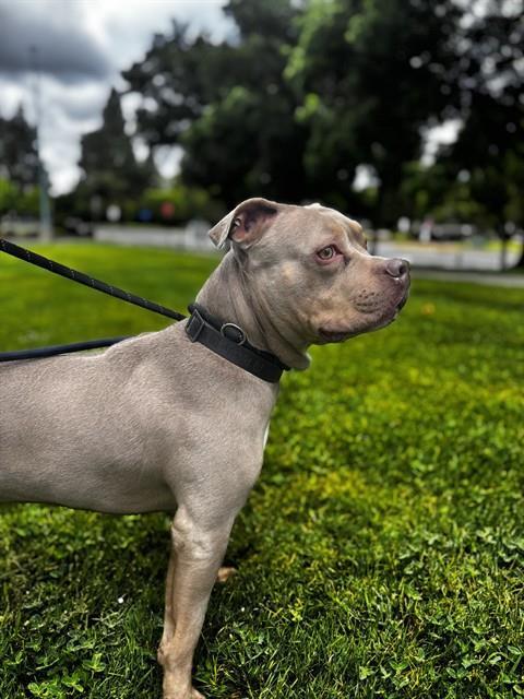 ENZO, Adoptable, Adult Male Pit Bull Terrier.