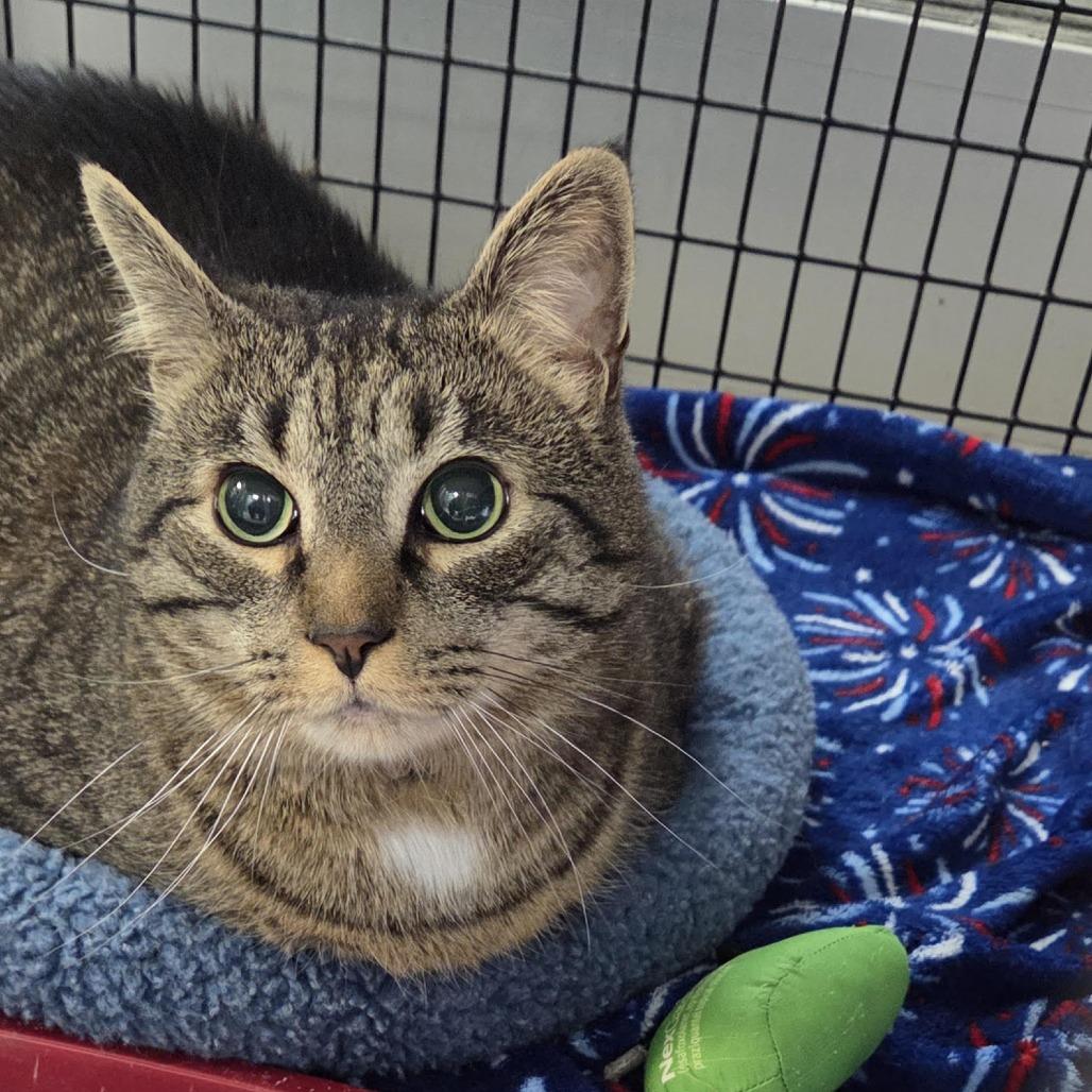 Truman, Adoptable, Senior Male Domestic Short Hair.