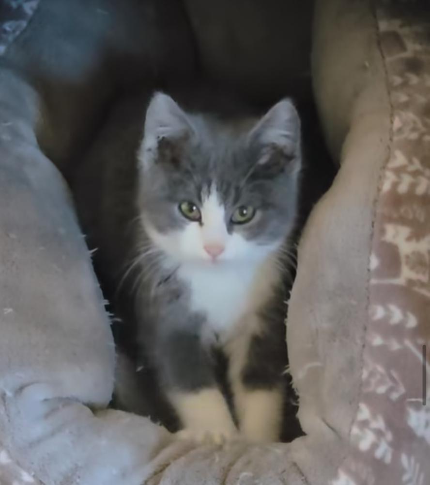 Enlarge Sardine, a Adoptable Domestic Short Hair in Albuquerque, NM image 1/1