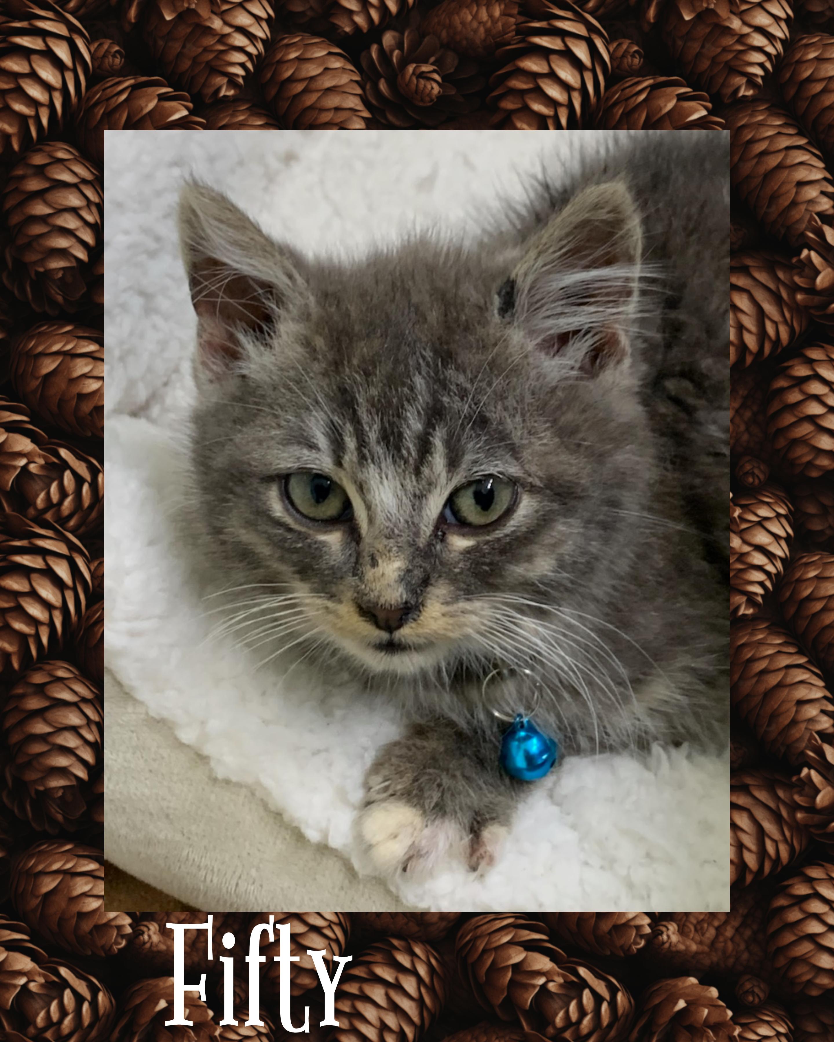 Enlarge Fifty, a ADOPTABLE mixed breed in Pasco, WA image 1/4