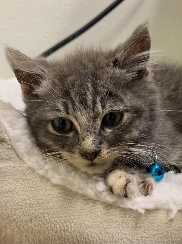 Enlarge Fifty, a ADOPTABLE mixed breed in Pasco, WA image 2/4