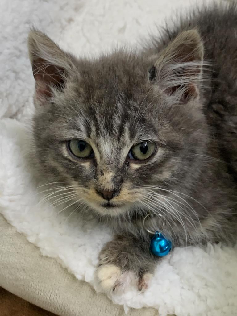 Enlarge Fifty, a ADOPTABLE mixed breed in Pasco, WA image 3/4