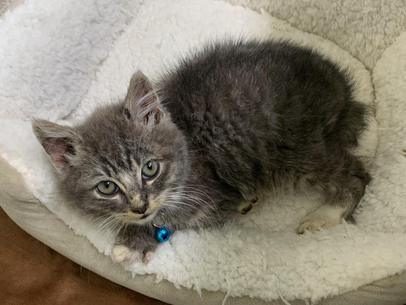 Enlarge Fifty, a ADOPTABLE mixed breed in Pasco, WA image 4/4