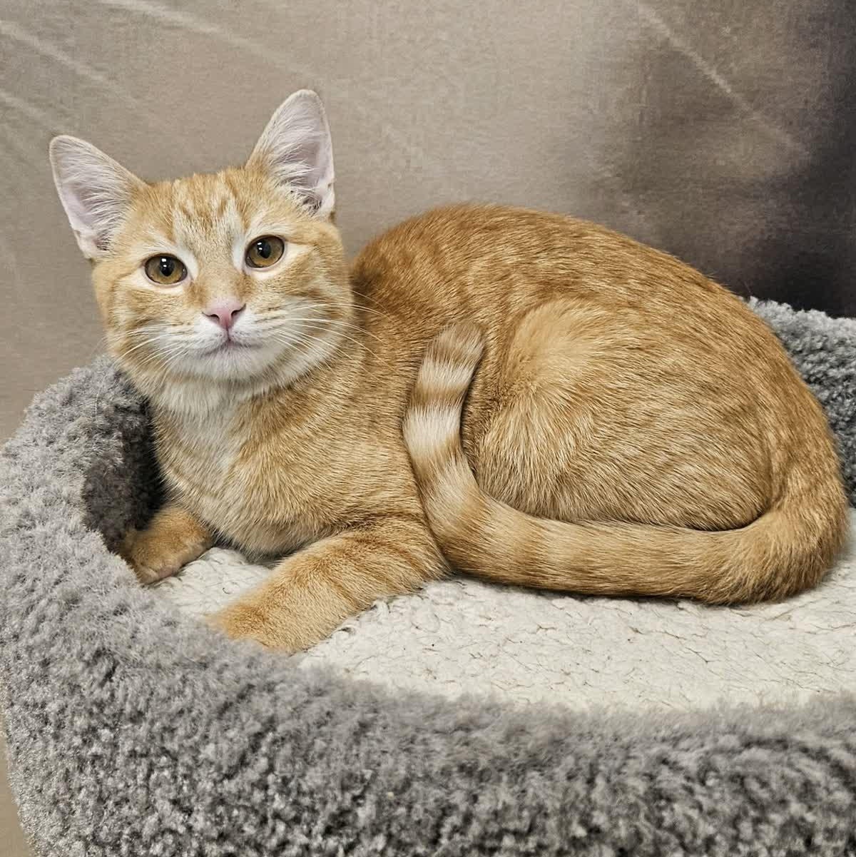 Cheeto, ADOPTABLE, Young Male Domestic Short Hair.
