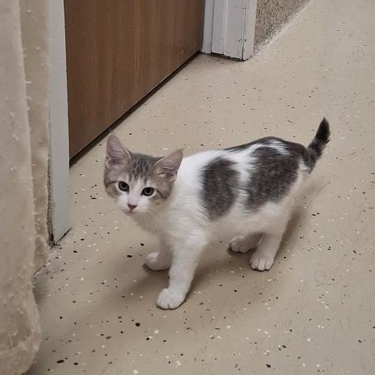 Linguini, Adoptable, Young Male Domestic Short Hair.