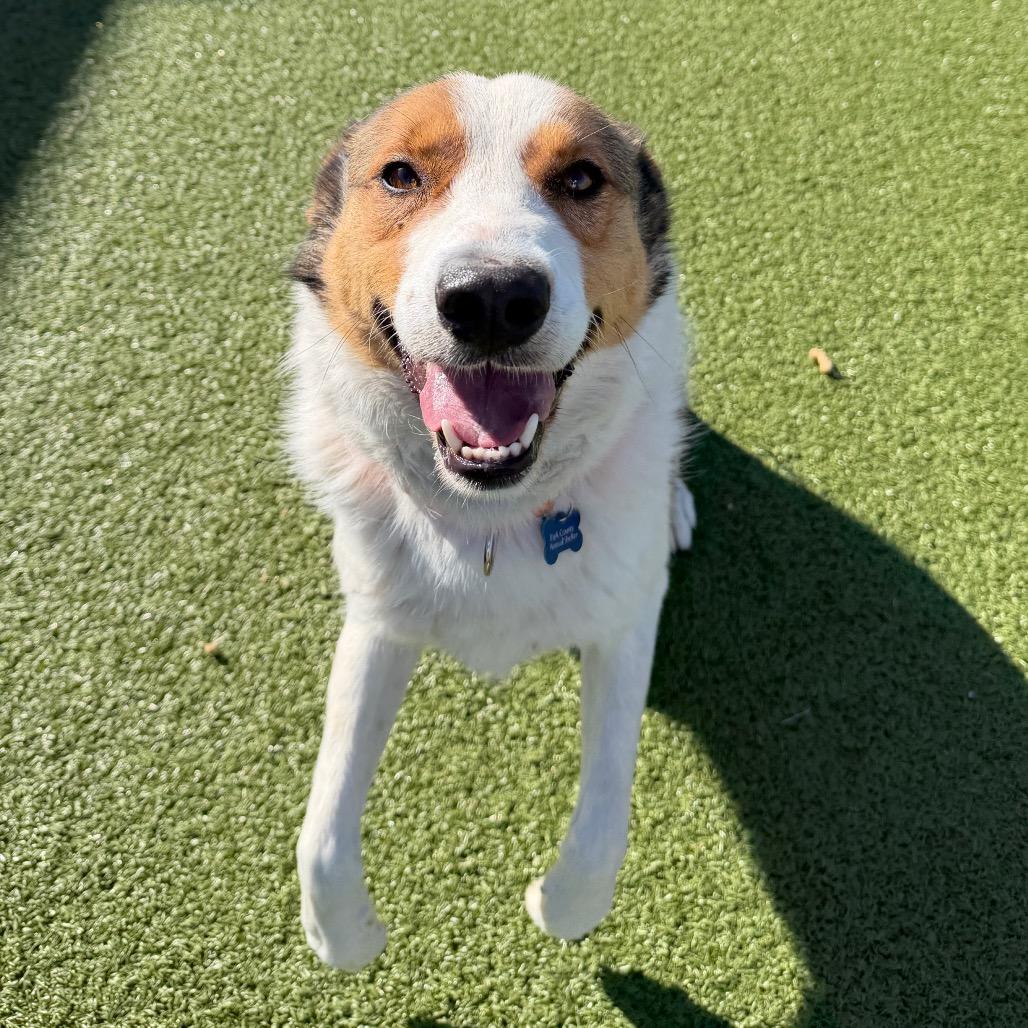 Buddy, Adoptable, Adult Male Border Collie & Cattle Dog.