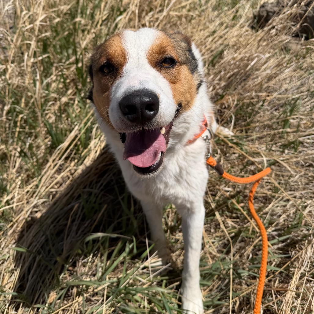 Buddy, Adoptable, Adult Male Border Collie & Cattle Dog.