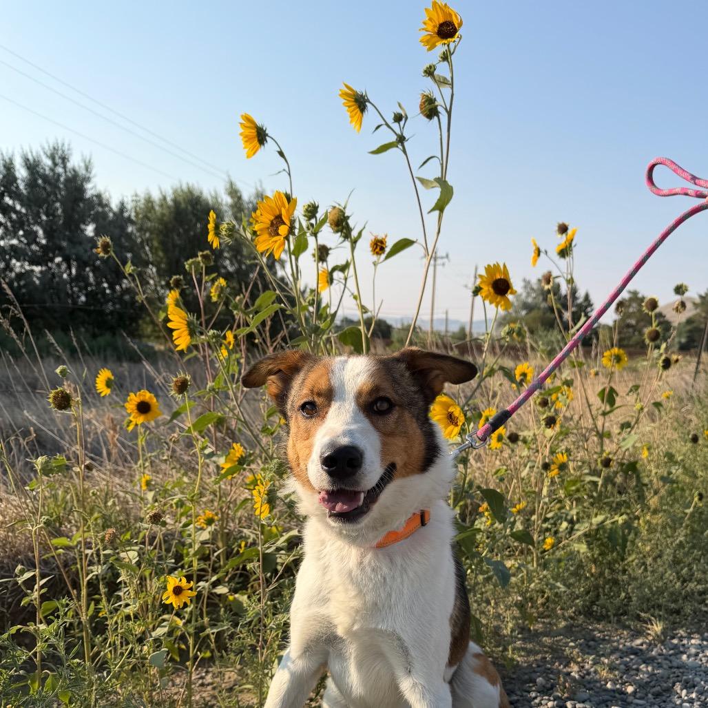 Buddy, a Adoptable mixed breed in Cody, WY image 6/6
