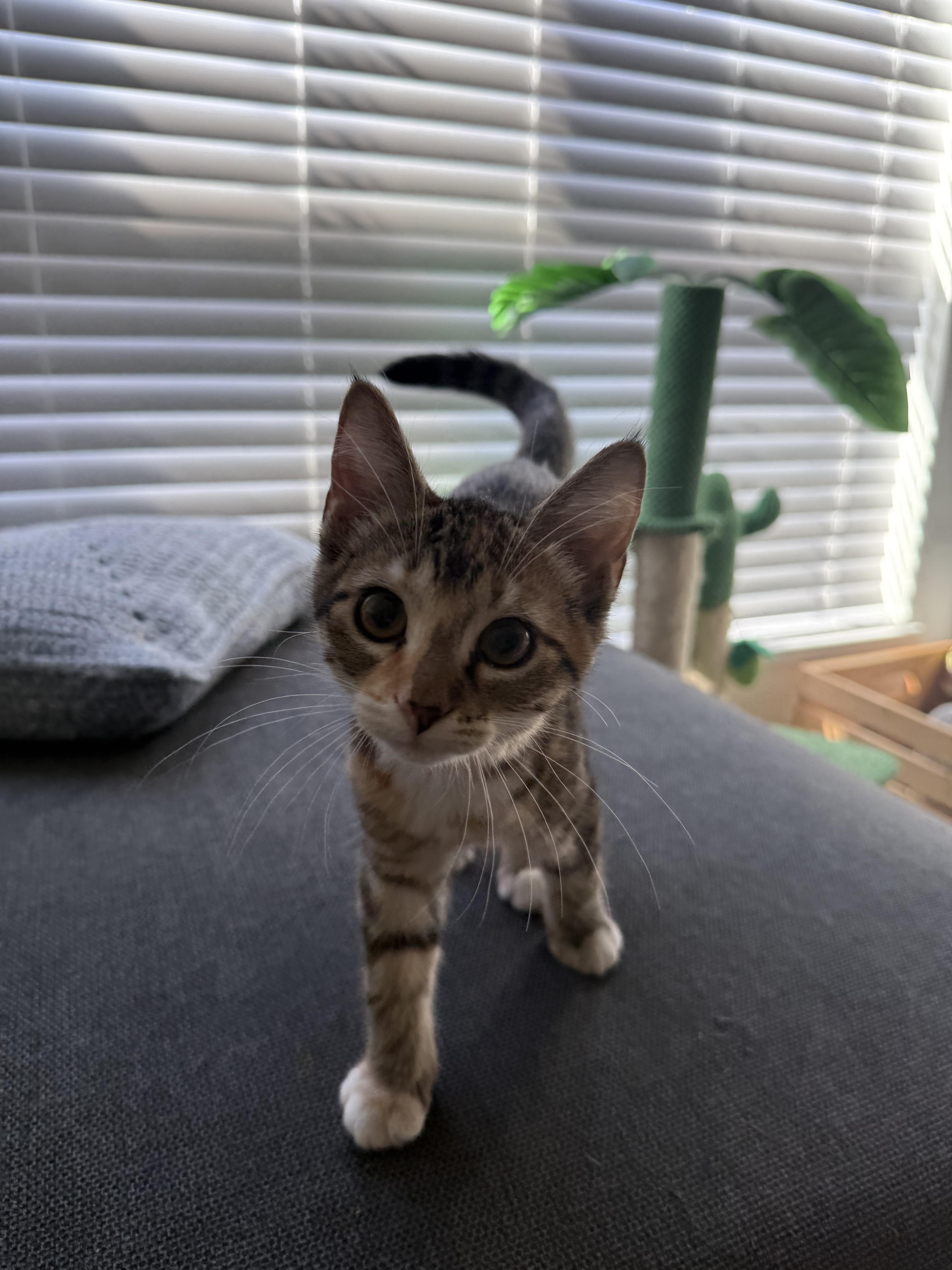 Enlarge Dahlia, a Adopted Domestic Short Hair in Vancouver, BC image 1/2