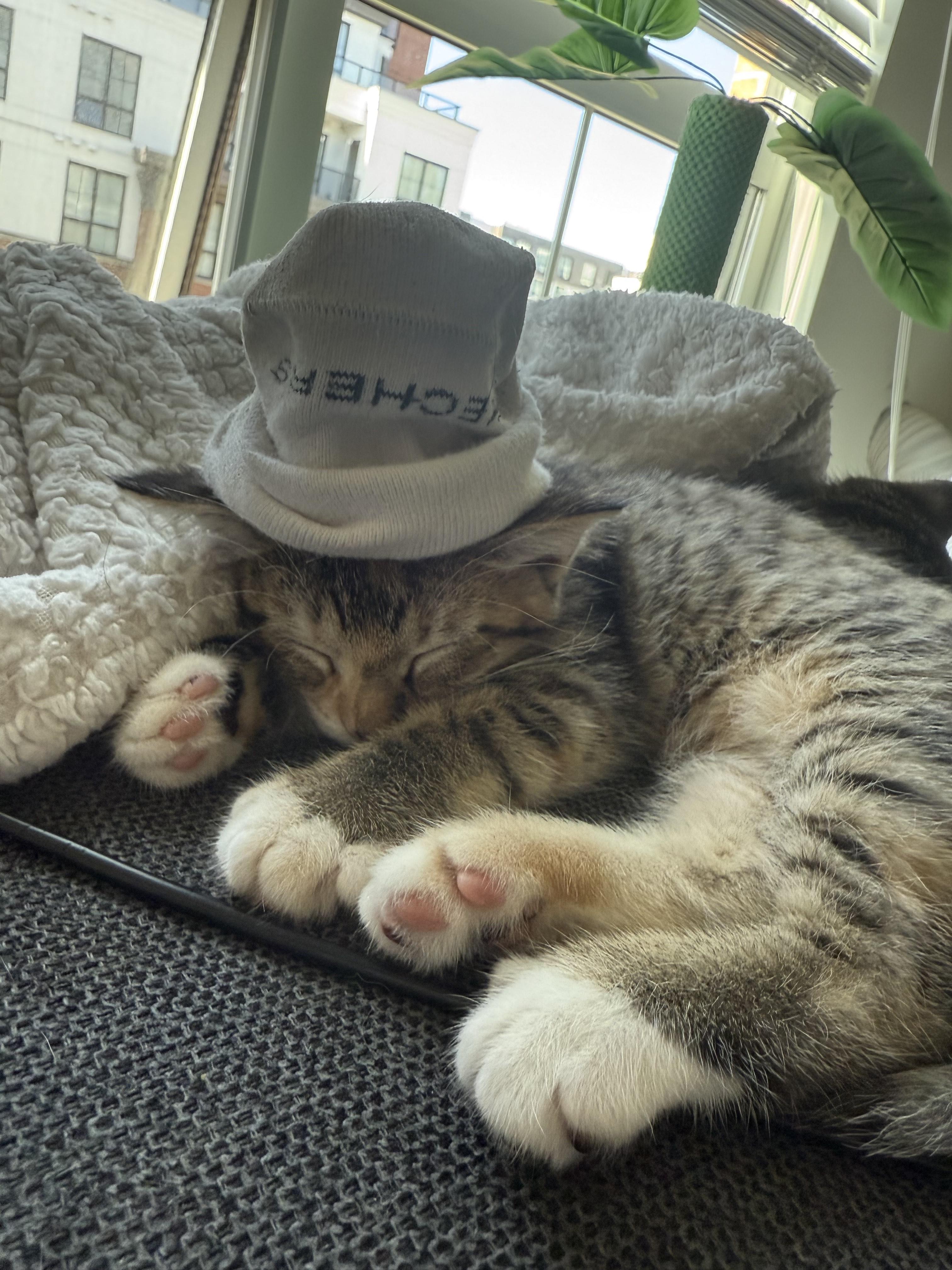 Enlarge Dahlia, a Adopted Domestic Short Hair in Vancouver, BC image 2/2