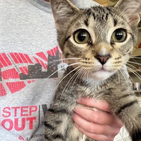 Piper, an adoptable Tabby in Lubbock, TX, 79424 | Photo Image 1